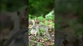 #monkeyvideo #monkey #funnymonkey #happymonkeys #eating Monkey