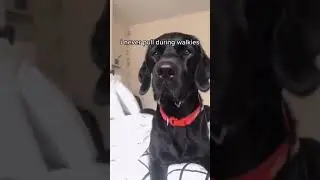 This is how dogs think #shorts