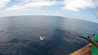 Yellowfin tuna on Shimano Coltsniper aboard the Pacific Queen