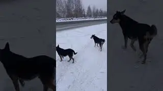 Собаке недовольны, что им пожрать нечего, хотя они чуют, что у меня рыбка копчёная в рюкзвке