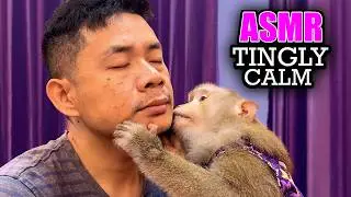Judy Monkey ASMR | DETAILED Face Grooming No Talking (100% Tingly Calm)