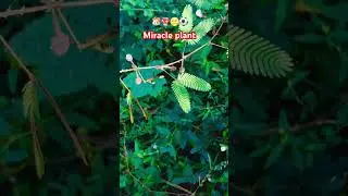 Miracle plant #breathing #health #support #plant #medice value root plant #kerala #ayurveda #natural