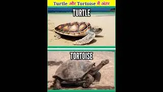 Difference between turtle and tortoise | facts in hindi #shorts