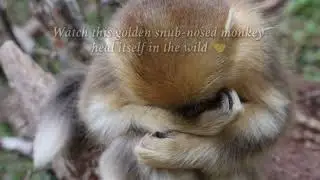 🐒 Even the &ldquo;acrobats of the trees&rdquo; have rough days!