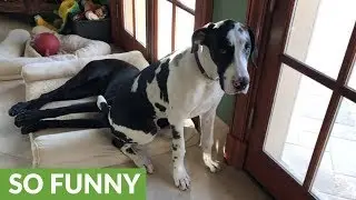 Puppy sits on top of Great Dane's head