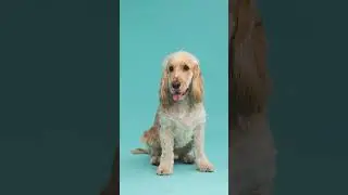 Why Do Dogs' Teeth Look So White Without Brushing? 🤯 #dog