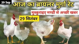 मुर्गे के रेट | मण्डी से अच्छी खबर | Broiler Poultry Lifting Rate All Over India 28 Sept murgi rate