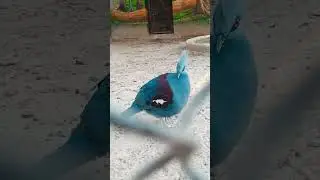 #shvlog #shorts #birds #youtubeshorts #viralvideo