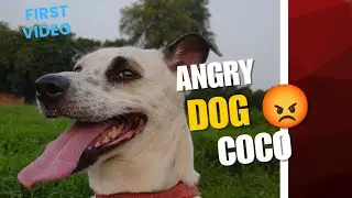 Angry 💢😡 dog coco first video full masti and loyalty cute 🥰 moments #viral#viralvideo #dogs #explore