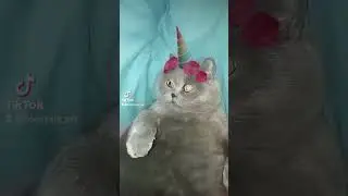 А мне по фен-шую на твои слова🤪