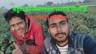 Aalu me 0:0:50 ka result aaya #aalu#aalukikheti #agriculture #farming 