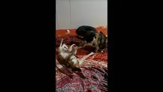 Chihuahua Cesar & Housecat Kabon