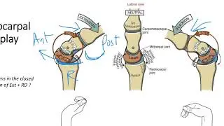 Kines Wrist - Part 2 ligaments