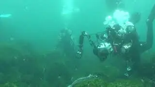 Marine Iguanas Galapagos Calipso Scuba up Expedition team  HD 1080p