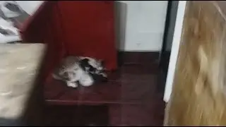 Kittens fight for their mother's milk