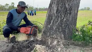 Great skills… Cut down 2 trembesi trees, Husqvarna 395xp.