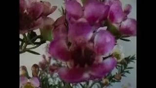 Pink Waxflowers Geraldton Wax Chamelaucium Uncinatum