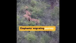 Elephants' migrating journey in China