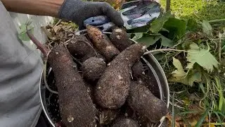 Finally Found Taro In The Backyard #garden #food #roots 
