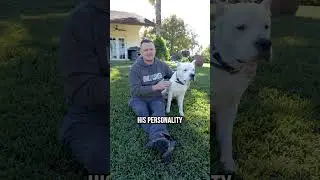 Introducing Eobard the Dogo Argentino