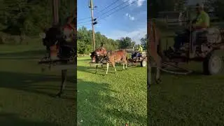 Mules in training 8th day in the lines