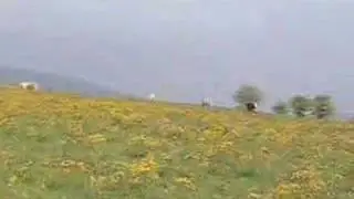 2007 А.Т. Видео похода № 10 &mdash; Гора Роджерс и коровы