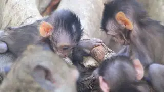 Baby Monkey Cry Very Loudly,Baby Daniel​a Lost Mom Cry Loudly,Pity Baby Monkey Daniela Cry