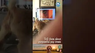 Bark TV