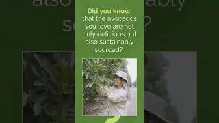 🌱🥑Avocados from Peru are sustainably sourced