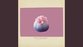 Apricot Haze