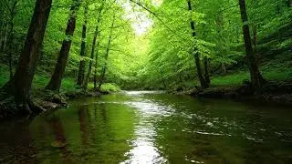 Forest River Stillness | Native American Flute for Meditation & Inner Balance