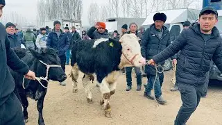 👁️NAMANGAN🌏TERGACHI CHORVA MOL BOZORI TASHQARI QOLGA TEKAN NARHLAR💸2026_01_16_yanvar.