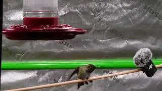 Sounds of a Hummingbird preening in Vancouver, Canada - 4K