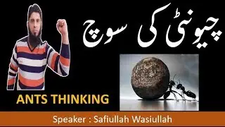 Ant Philosophy I Motivation I Success Tips By Safiullah Wasiullah