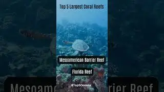 Top 5 Largest Coral Reefs! 🌍#shorts  #ocean #sea #creatures #facts #underwater #whale