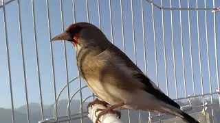 Kabul Saira Goldfinch Powerful Singing |NonStop Kabuli Goldfinch Saira Singing |Jibran Fancy Birds