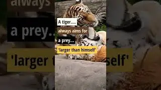 Life lesson from a tiger ❗ Wisdom from Nature ❗#shorts