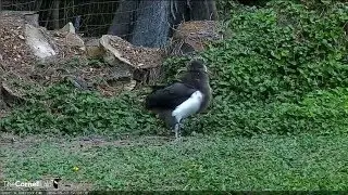 2016 Albatross Cam - 5/13 - Honua Visits Nest Five