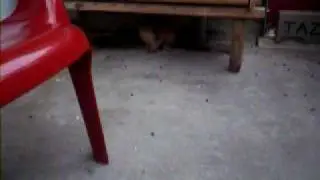 snuffie het konijn lekker aan het rondwandelen