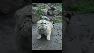 [Pallas's cat] [manul] Roll over😸😸
