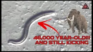 They&rsquo;re alive! 46,000 Year-Old Roundworms Revived From Siberian Permafrost@TheCosmosNews