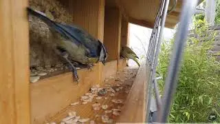 VogelFutterHaus am 16.06.2020