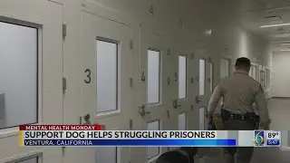 Mental Health Monday: Support dog in prison