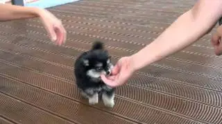 bowpup pom 03