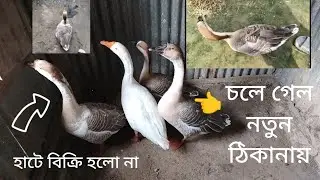 মানুষ সব জিনিস এক মনে করে পার্থক্য বুঝে না৬ মাস বয়সী হাঁস দেখা যায় প্রাপ্ত বয়স্ক দাম বলে তক্তারচালা