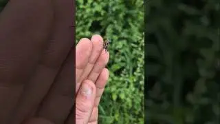 Attention &agrave; la piq&ucirc;re de cette punaise