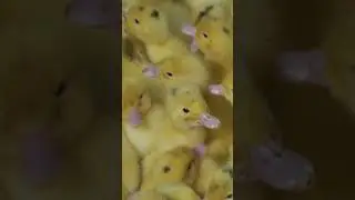 Ducklings should be kept in a warm, well-ventilated#shorts