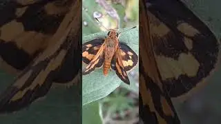 Potanthus omaha (lesser dart)