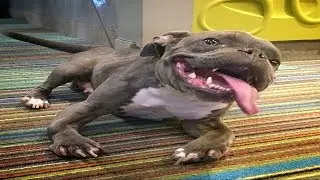 Vets Gave This Pit Bull With Dwarfism Just Three Years To Live &ndash; But She Never Stopped Fighting