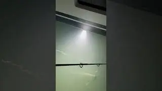 INSANE fish frenzy!